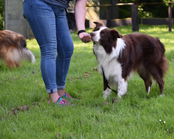 Sachkundelehrgang Hundeausbildung