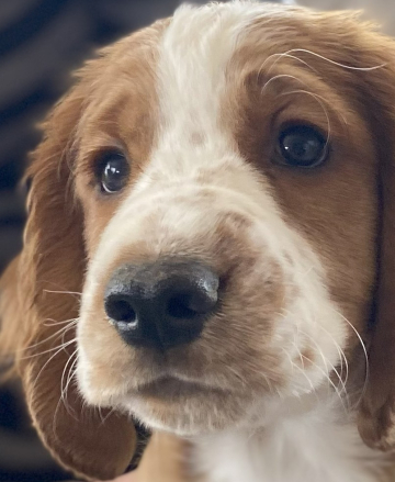 Zusatzmodul-Welpen-Trainer