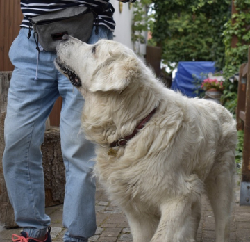 Orientierung Hundehalter